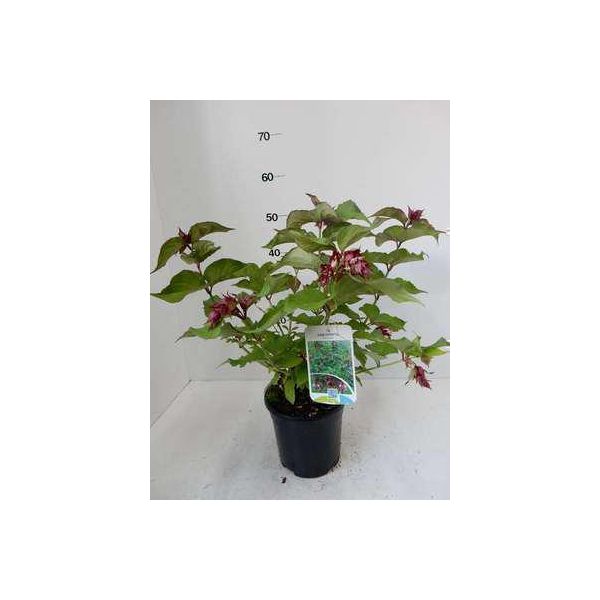 6 X Leycesteria Formosa - SchöNe Leycesterie - Topf 9 X 9 Cm-image