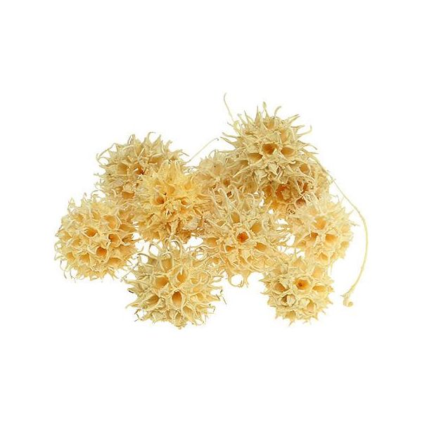 Albero D'ambra Sbiancato 250G - Decorazione Naturale, Frutto Di Albero Esotico, Ideale Per Decorazioni Autunnali E Corone Dell'avvento-image