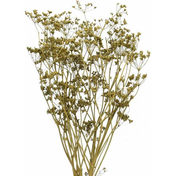 Eleganti Rami Di Cumino Essiccati Per Decorazioni Esclusive, 5 Pezzi-image