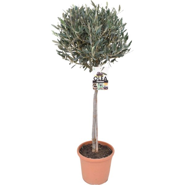 Fusto Di Olivo 100-120 Cm - Olivo Mediterraneo Per Giardino, Balcone E Terrazza - Sempreverde E Resistente All'inverno-image