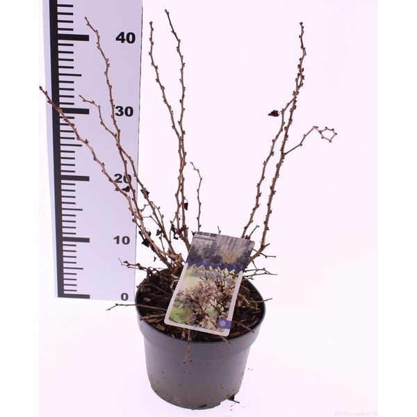 Prunus Incisa 'Kojou-No-Mai' - Ciliegio Nano 40-60 Cm, Ciliegio A Fessura Per Giardino E Terrazzo, Fiori Decorativi-image