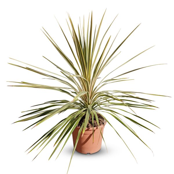 Cordyline Australis 'Dazzler' Club Lily, 100 Cm, Vaso Da 10 L, Pianta Da Giardino Resistente Per Interni Ed Esterni-image