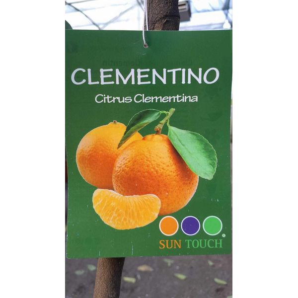 Albero Di Clementine Resistente Citrus × Clementina 130-170 Cm - Albero Di Clementine Per Giardino E Vasca - Pianta Di Agrumi Mediterranei-image
