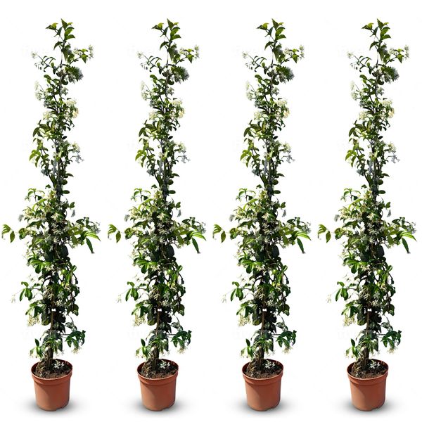 Sunny Tree - Gelsomino Toscano - Rampicante - 4 Pz - Pianta Da Esterno - Resistente A -18 - Trachelospermum Jasminoides - 160 Cm-image