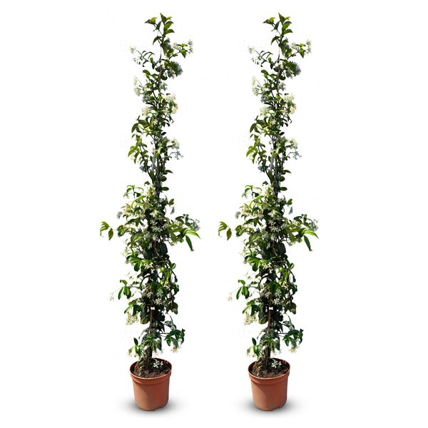 Sunny Tree - Gelsomino Toscano - Rampicante - 2 Pz - Pianta Da Esterno - Resistente A -18 - Trachelospermum Jasminoides - 160 Cm-image
