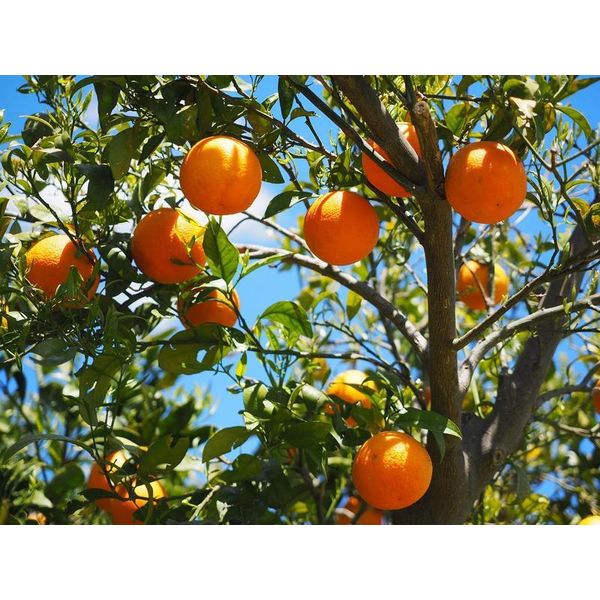 Arancio Citrus Sinensis Valencia 120-140 Cm - Arancio Per Giardino E Balcone, Frutta Fresca, Resistente, Facile Da Curare, Ideale Per Frutteto Fai Da Te-image