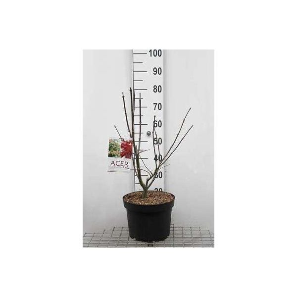 Acer Palmato 'Osakazuki' - Acero A Ventaglio Contenitore Da 60-80 Cm-image