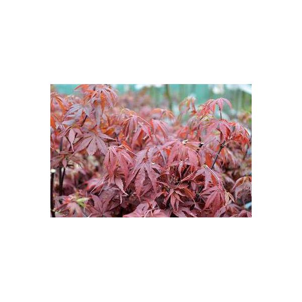 Acer Palm 'Skeeter's Broom' - Acero Giapponese A Ventaglio 50- 60 Cm In Contenitore-image