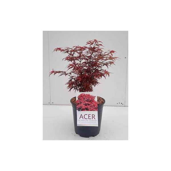 Acer Palmato. 'Shaina' - Acero Giapponese A Ventaglio Shaina 50- 60 Cm In Contenitore-image