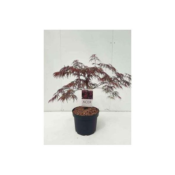 Acer Palm 'Inaba Shidare' - Acero A Ventaglio Contenitore Da 60-80 Cm-image