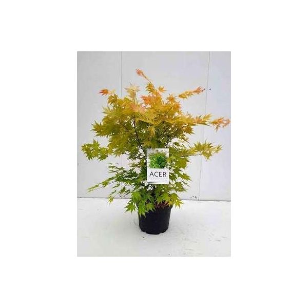 Acer Palm. 'Orange Dream' - Acero A Ventaglio Orange Dream 60-80 Cm In Contenitore-image