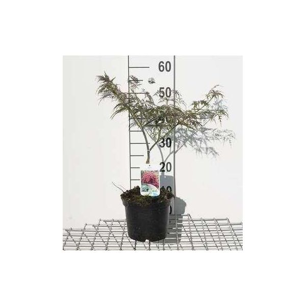 Acer Palmato 'Garnet' ('Dissect. Garnet') - Acero A Ventaglio 40- 50 Cm Contenitore-image