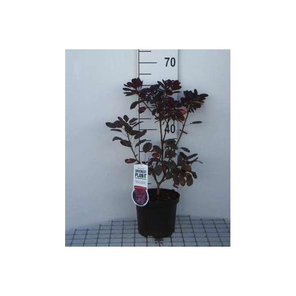 Cotinus Cogg. 'Royal Purple' - Arbusto A Parrucca Rossa 40- 60 Cm In Contenitore-image