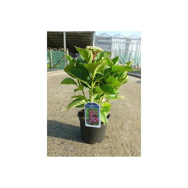 Hydrangea Macr. 'Kardinal' - Ortensia 25- 30 Cm In Contenitore-image