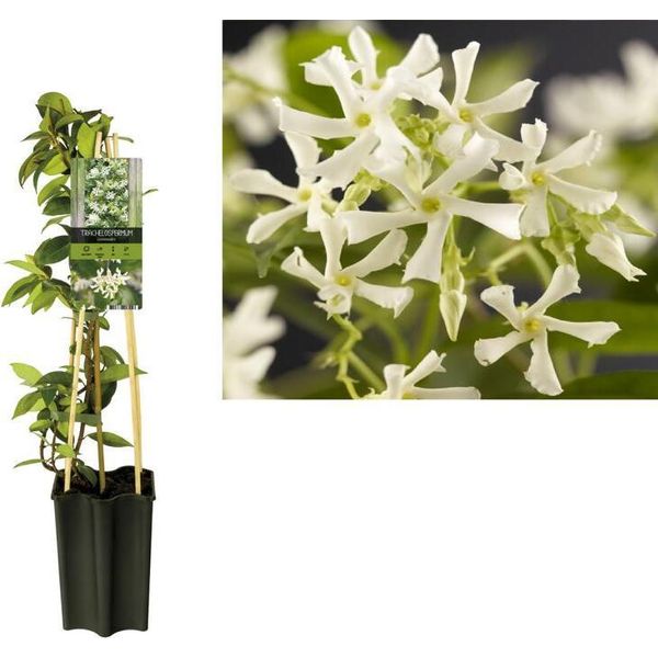 Gelsomino Stellato Trachelospermum Jasminoides 50-70 Cm - Pianta Rampicante Sempreverde E Resistente Con Una Forte Fragranza - Gelsomino Profumato, Ideale Per Giardino E Patio-image