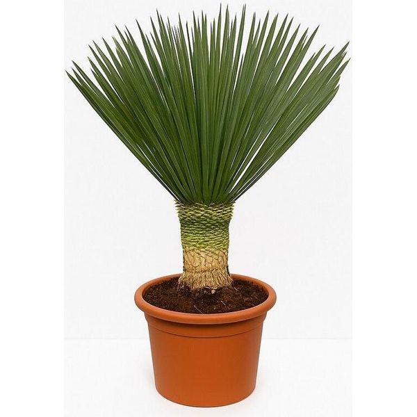 Yucca Rostrata 'Blue Swan' Circa 130 Cm - Giglio Di Palma Resistente Con Stelo Di 40 Cm E Vaso Di 40 Cm - Pianta Esotica Del Deserto Per Giardino E Patio-image