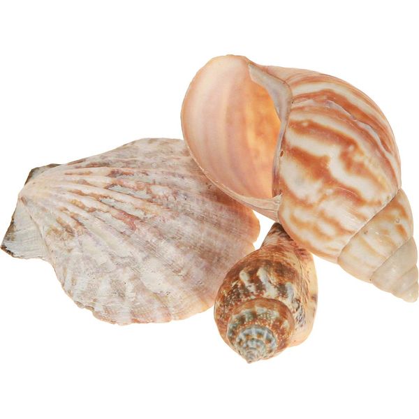 Decorazione Di Conchiglie Naturali 350G Set Di 3 Decorazione Estiva Marittima-image
