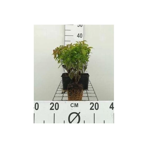 12 X Cornus Ser. 'Kelsey's Dwarf' ('Kelseyi') - Zwerg-Hartriegel 'Kelsey's Dwarf - Topf 9 Cm X 9 Cm-image