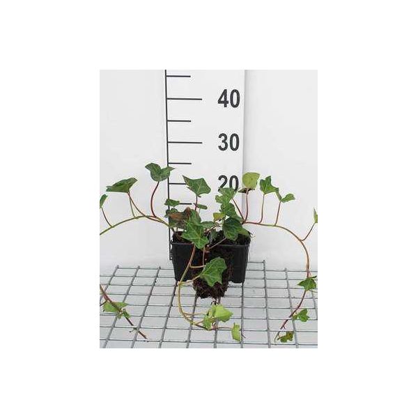 12 X Hedera Hibernica - Edera Irlandese - Vaso 9 Cm X 9 Cm-image