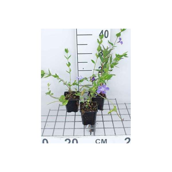 12 X Vinca Difformis ( Acutiloba) - ImmergrüN - Topf 9 Cm X 9 Cm-image