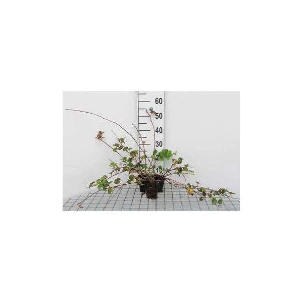 12 X Rubus Hybr. 'Betty Ashburner' - Mora 'Betty Ashburner' - Vaso 9 Cm X 9 Cm-image