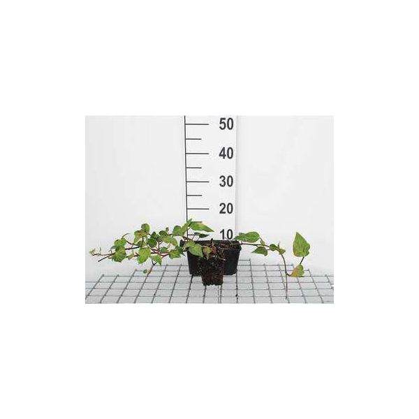 12 X Hedera Colchica - Edera Caucasica - Vaso 9 Cm X 9 Cm-image