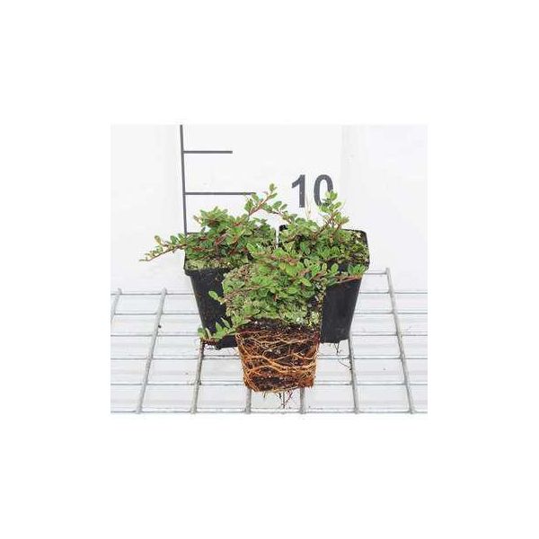 12 X Cotoneaster Proc. 'Queen Of Carpets' - Nespolo Rampicante 'Queen Of Carpets' - Vaso 9 Cm X 9 Cm-image