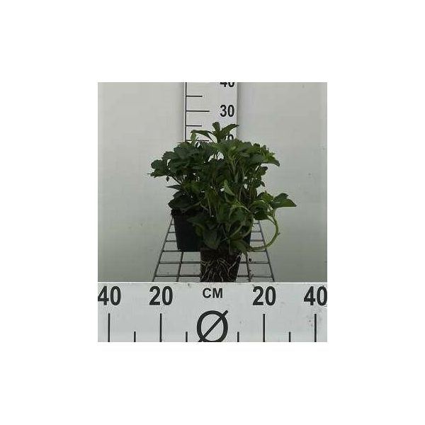 12 X Pachysandra Terminalis - Boden-Ackerschachtelhalm - Topf 9 Cm X 9 Cm-image