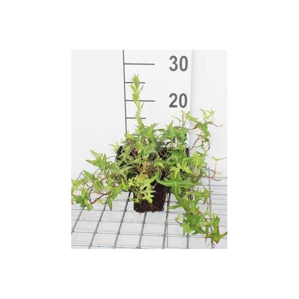 12 X Hedera Helix 'Sagittifolia' - Edera 'Sagittifolia' - Vaso 9 Cm X 9 Cm-image