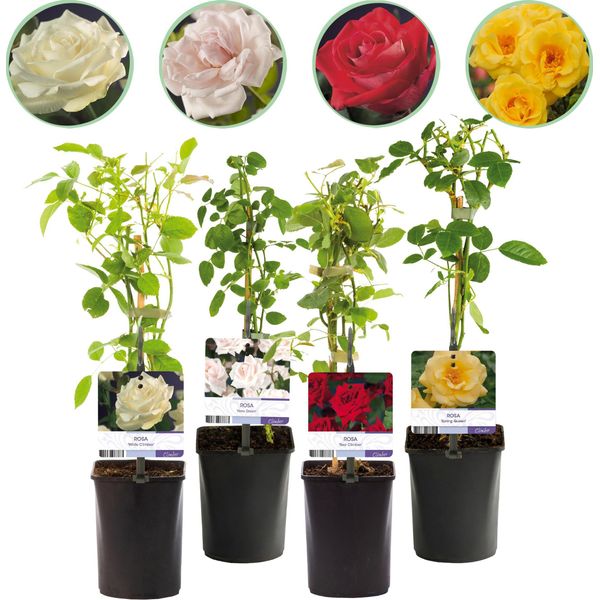 Rosa Rampicante - Rosa Rainbow - Fiori Rosa-Bianco-Giallo-Rosso - 4 Piante - Bassa Manutenzione - 11Cm - Altezza Circa 40Cm-image