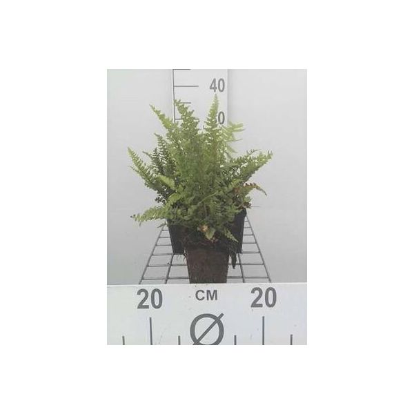 6 X Dryopteris Aff. 'Pinderi' - Felce A Scaglie Dorate Pinderi - Vaso 9 X 9 Cm-image