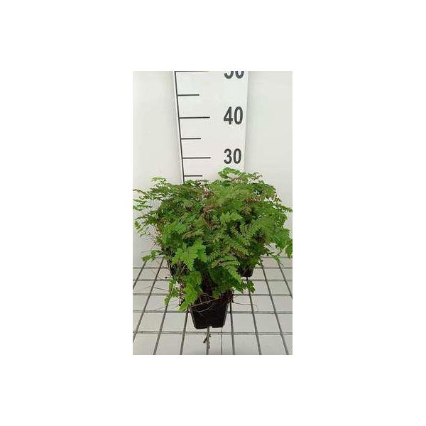 6 X Dryopteris 'Plumosum' - Felce Vermiforme Piumata - Vaso 9 X 9 Cm-image
