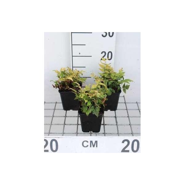 6 X Cyrtomium Fortunei (Polystichum Fort.) - Felce A Scudo Lucida - Vaso 9 X 9 Cm-image