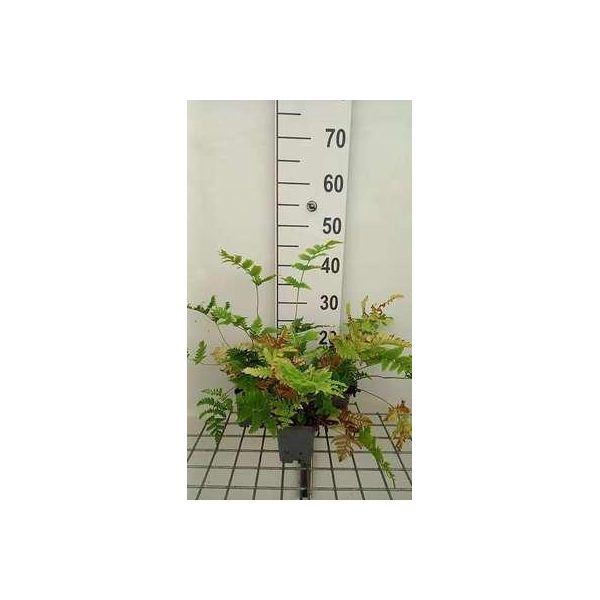 6 X Dryopteris Goldiana - Felce Vermiforme Di Goldie - Vaso 9 X 9 Cm-image