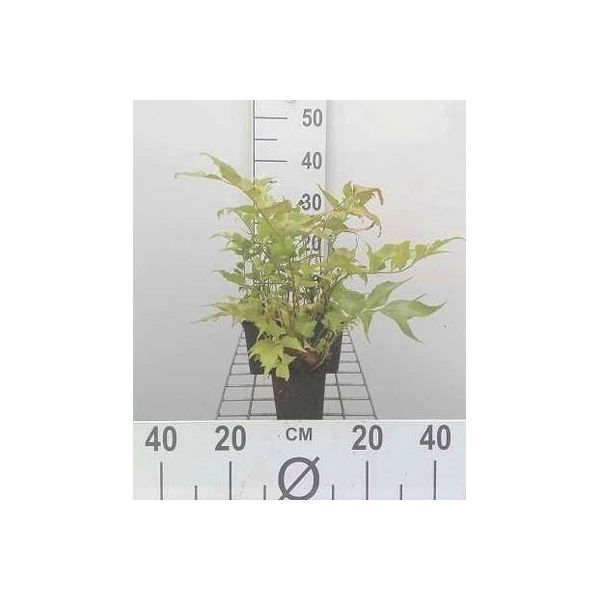 6 X Cyrtomium Falcatum (Polystichum Falc.) - Felce Falciforme Arcuata - Vaso 9 X 9 Cm-image