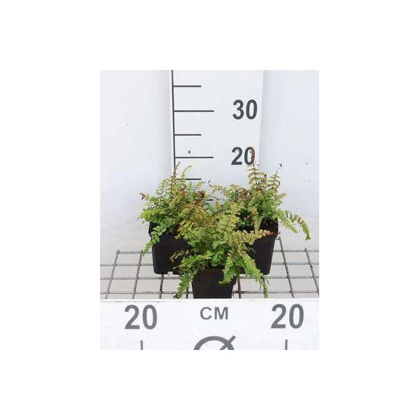 6 X Dryopteris Aff. 'Cristata' (Aff. 'The King') - Felce Pettine 'The King'" Oppure ""Felce Vermiforme Decorativa 'The King' - Vaso 9 X 9 Cm"-image