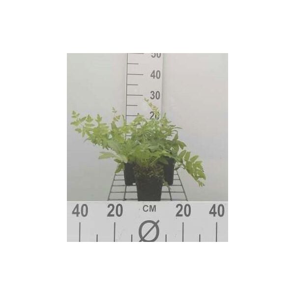 6 X Osmunda Regalis - Felce Reale - Vaso 9 X 9 Cm-image