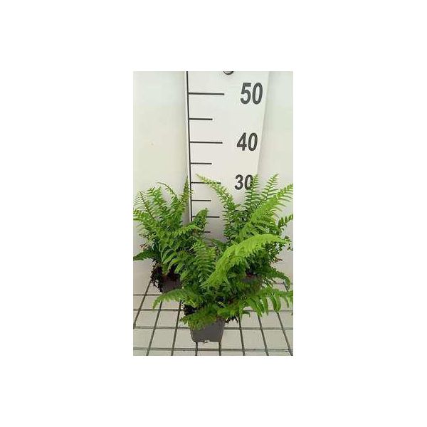 6 X Polystichum Munitum - Felce Spada Americana Occidentale - Vaso 9 X 9 Cm-image
