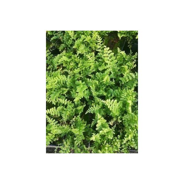 6 X Dryopteris F.-M. Barnesii' - Felce Vermiforme Stretta 'Barnesii' - Vaso 9 X 9 Cm-image