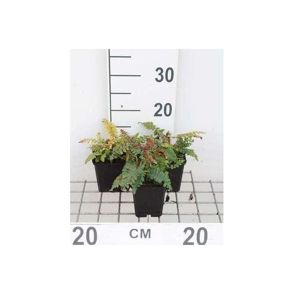6 X Polystichum Polyblepharum - Felce A Scudo Lucida - Vaso 9 X 9 Cm-image