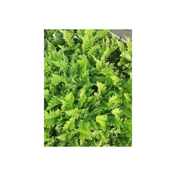 6 X Dryopteris Cristata - Felce Crestata - Vaso 9 X 9 Cm-image