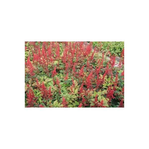6 X Astilbe (A) 'Spinell' - Magnifica Spirea - Vaso 9 X 9 Cm-image