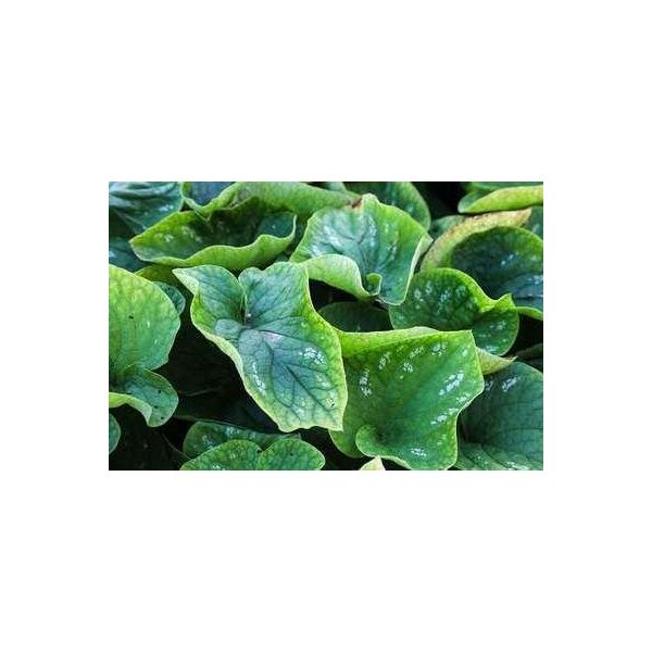 6 X Brunnera Macr. 'White Zebra' - Nontiscordardime Caucasico - Vaso 9 X 9 Cm-image
