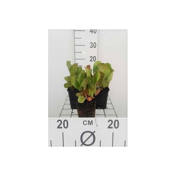 6 X Bergenia Cordata 'Purpurea' - Pseudodictamnus - Vaso 9 X 9 Cm-image