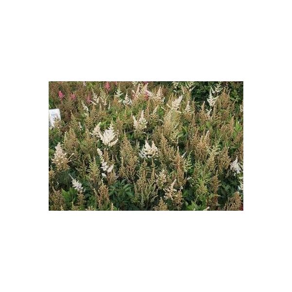 6 X Astilbe (A) 'Diamant' - Magnifica Spirea - Vaso 9 X 9 Cm-image