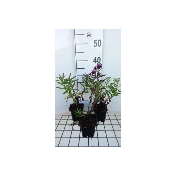 6 X Aster N.-A. 'Barr's Blue' - Aster Autunnale - Vaso 9 X 9 Cm-image