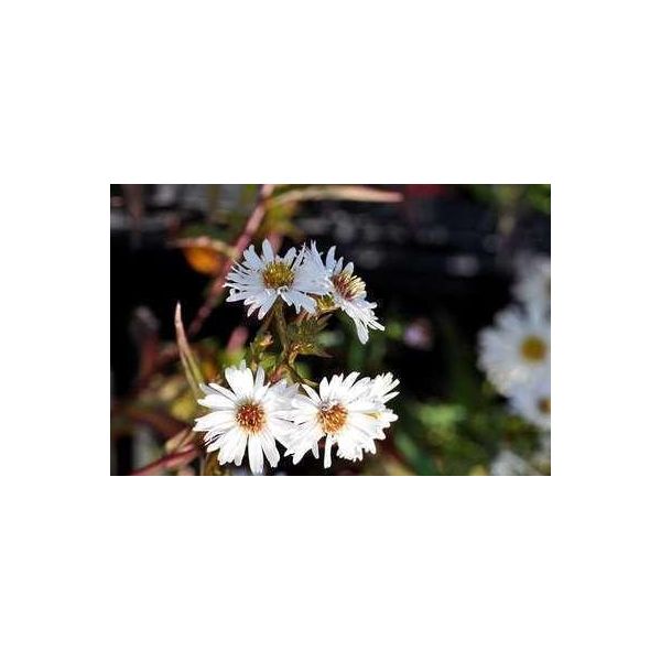 6 X Aster N.-B. 'White Ladies' - Aster Autunnale - Vaso 9 X 9 Cm-image