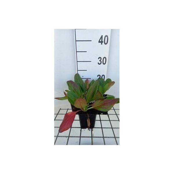 6 X Bergenia Hybr. 'WintermäRchen' - Pseudodictamnus - Topf 9 X 9 Cm-image