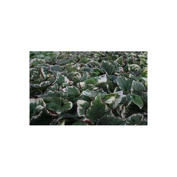 6 X Brunnera Macr. 'Variegata' - Nontiscordardime Caucasico - Vaso 9 X 9 Cm-image