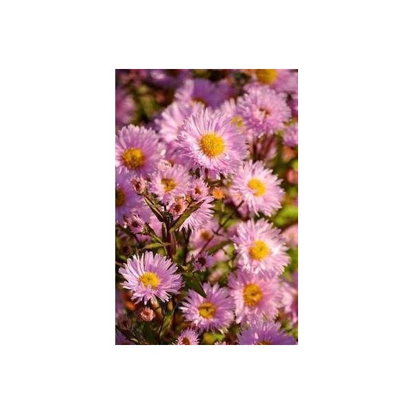 6 X Aster N.-B. 'Fellowship' - Aster Autunnale - Vaso 9 X 9 Cm-image